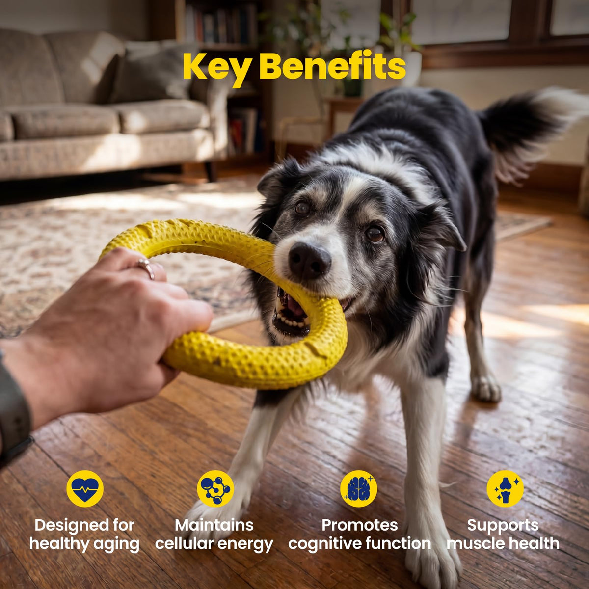 90 Soft Chews NAD+ Precursor Senior Dog Supplement V31897