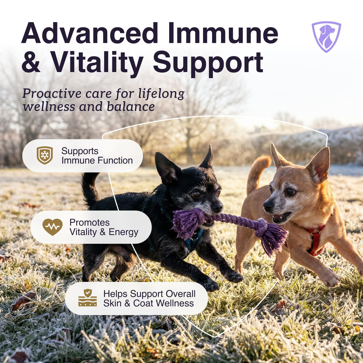Dog Mushroom Supplement with Turkey Tail V875361