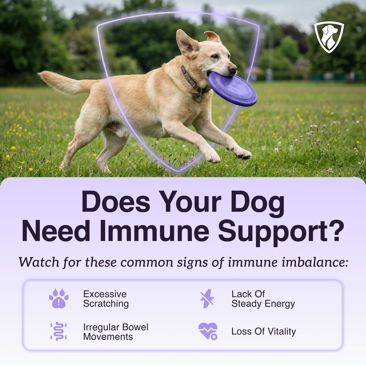 Dog Mushroom Supplement with Turkey Tail V875361